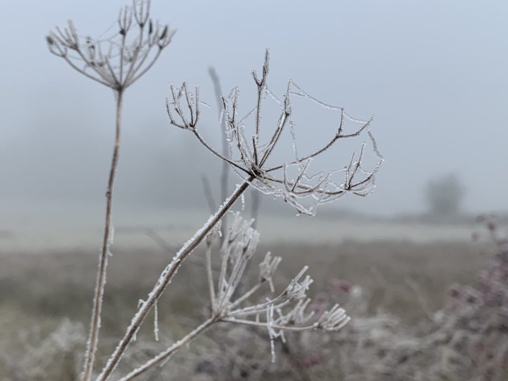 Frozen hogweed flower misty background.