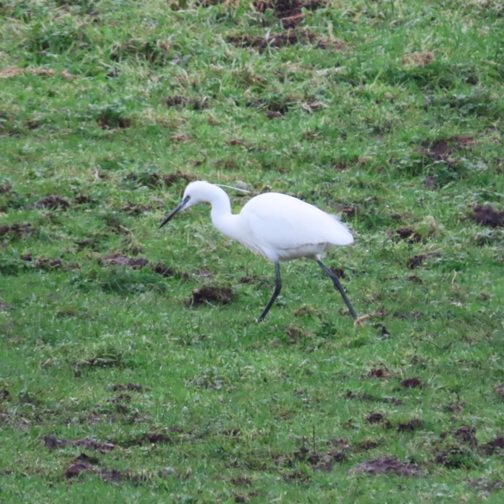 Little Egret