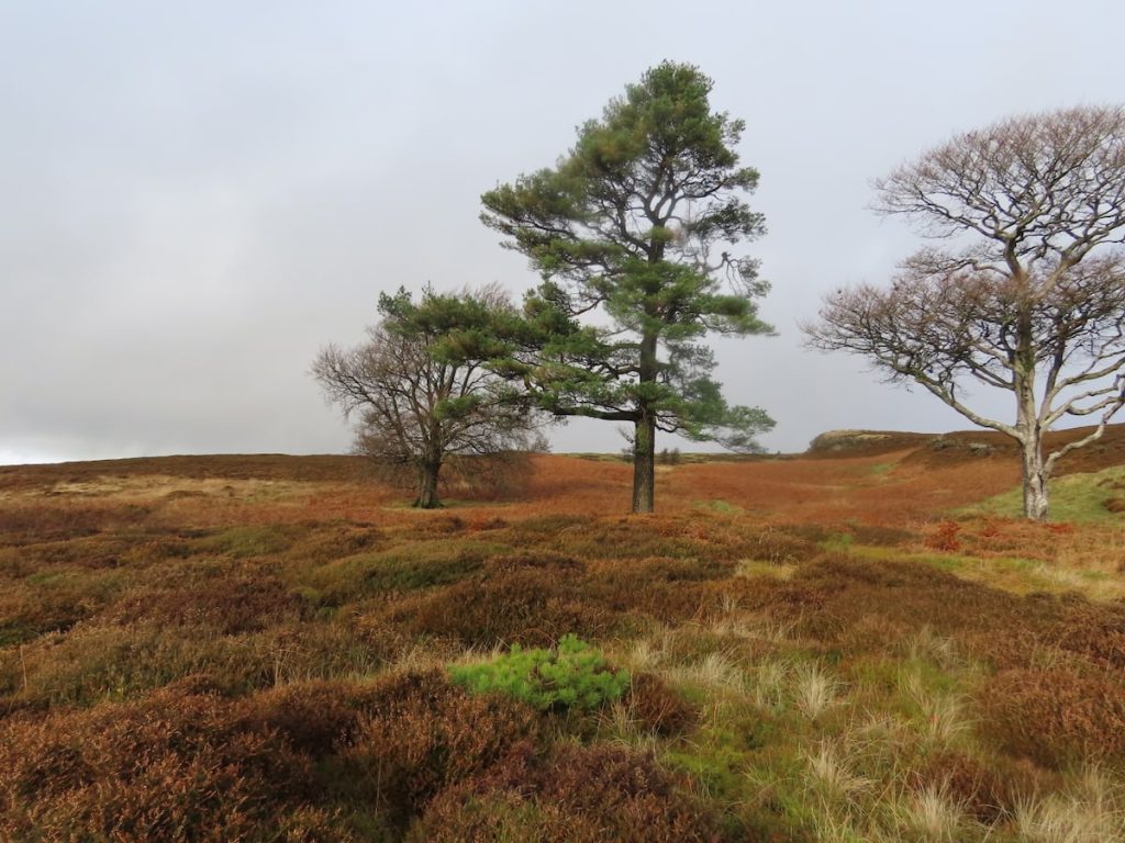 Three trees in a grassy, heather-covered landscape with an overcast sky. The middle one is a Scots pine, there is a new pine sapling in the foreground.