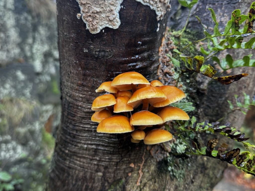 Velvet Foot Fungi growing out of a trunk