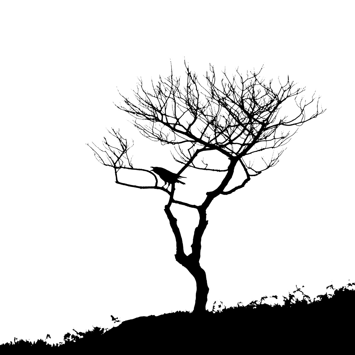 Silhouette of a tree with a raven perched on its branch against a white background.
