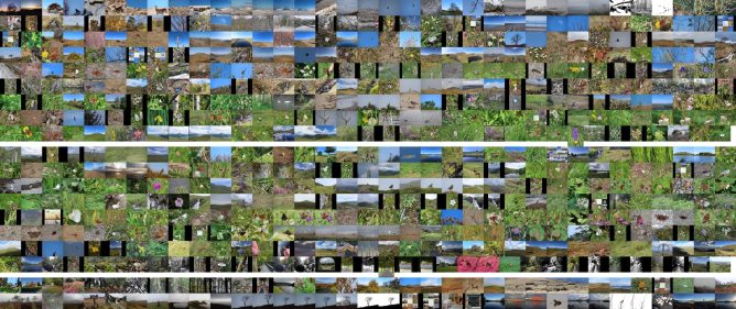 montage of 665 photos from flickr