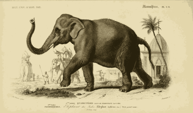 sepia Illustration of an Indian elephant with background structures and a smaller scene with another elephant and men. t from Dictionnaire universel d'histoire naturelle 1847