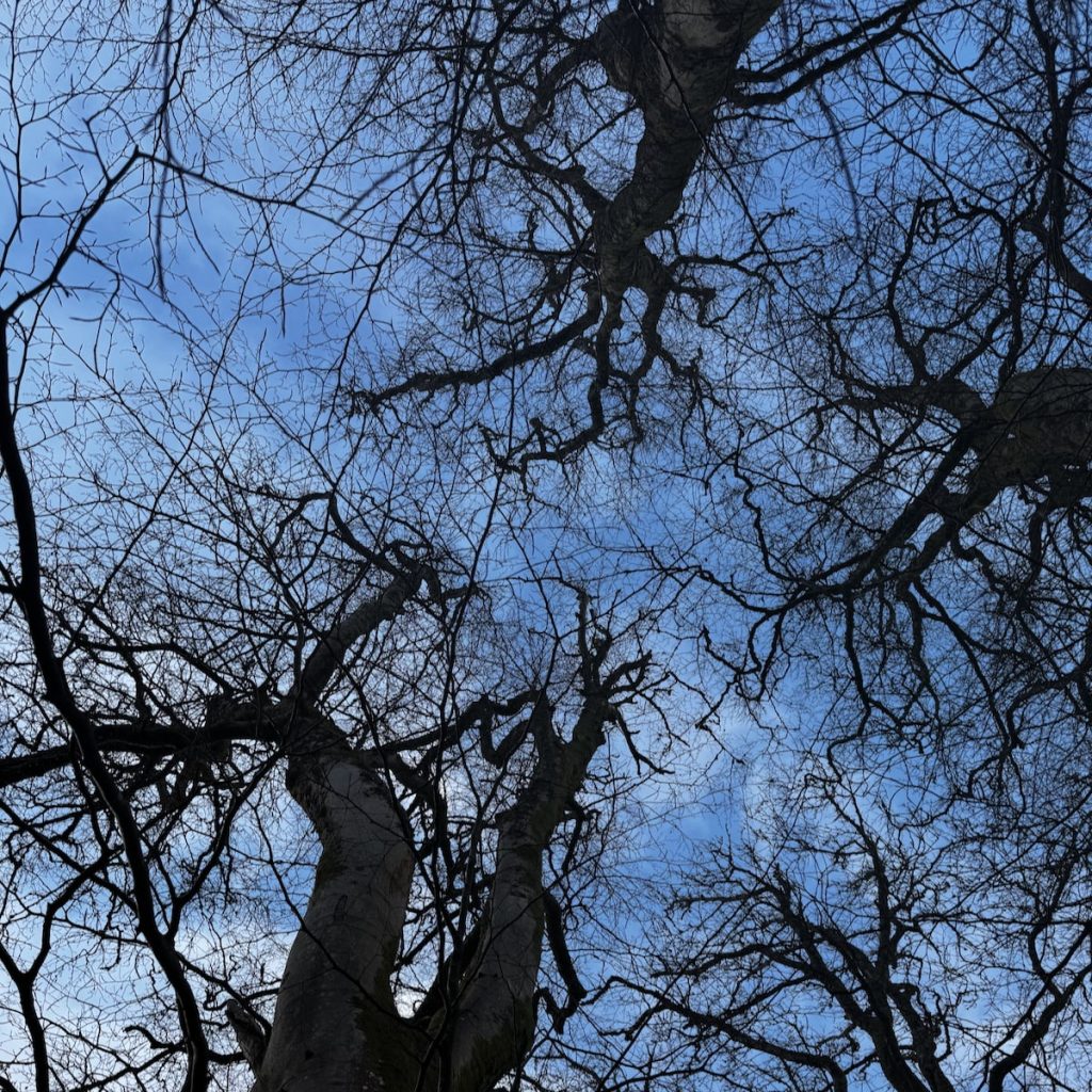 4 beech trees in winter from below