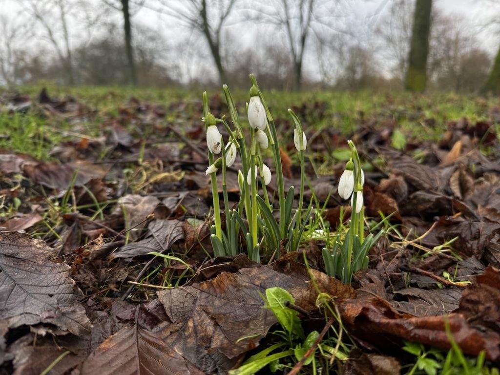 Snowdrops growing among brown leaves and green grass with bare trees in the background.