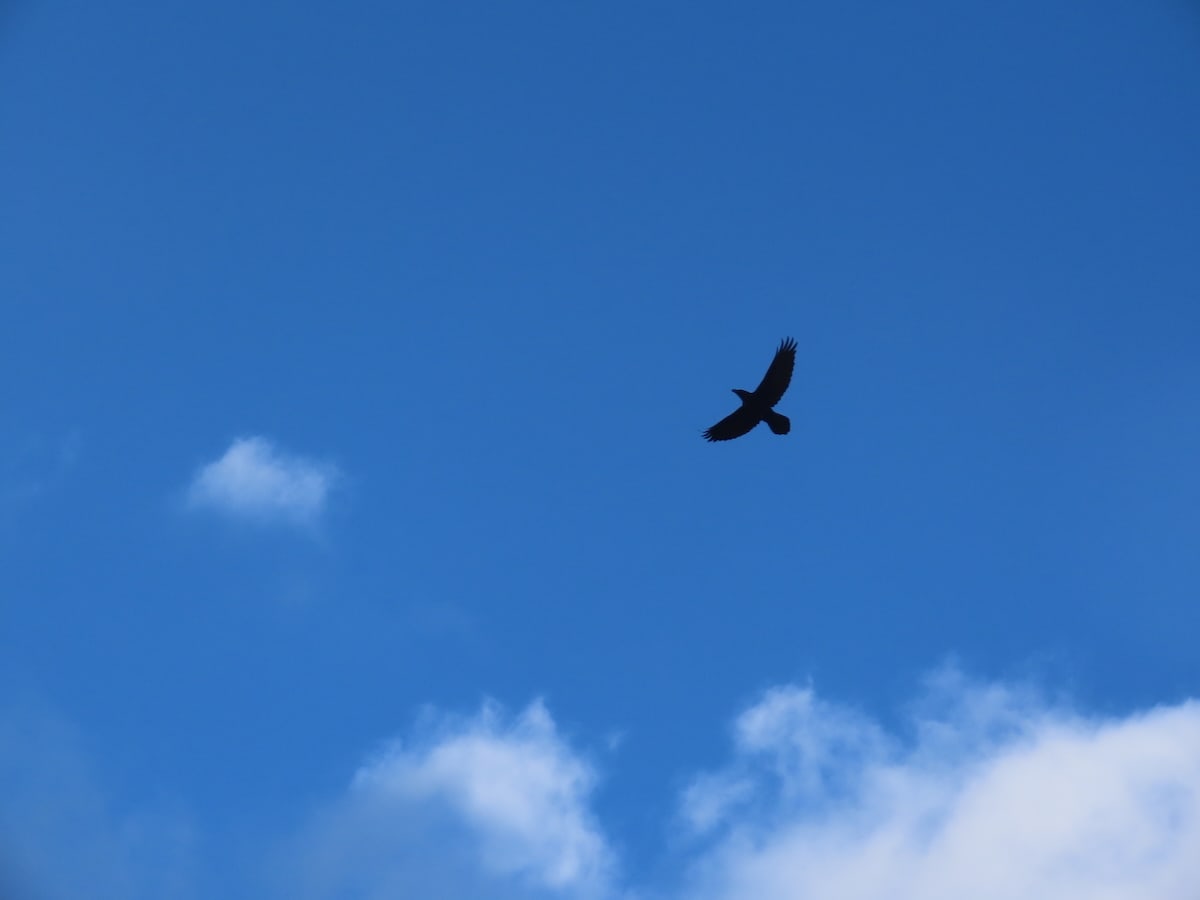 Raven soaring againt a blue sky.