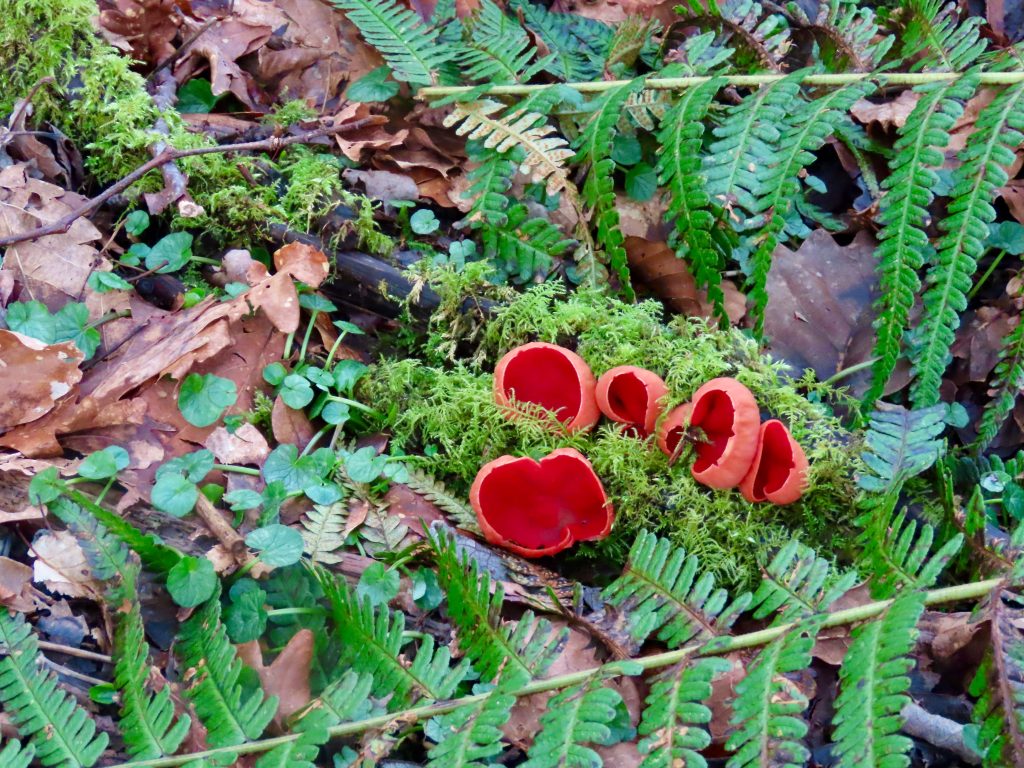 elf cap fungi  with moss. Ferns around also violet leaves.