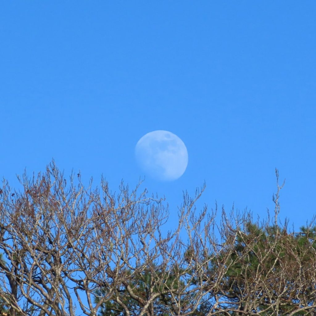 A nearly ful lmoon above some trees. Blue afternoon sky