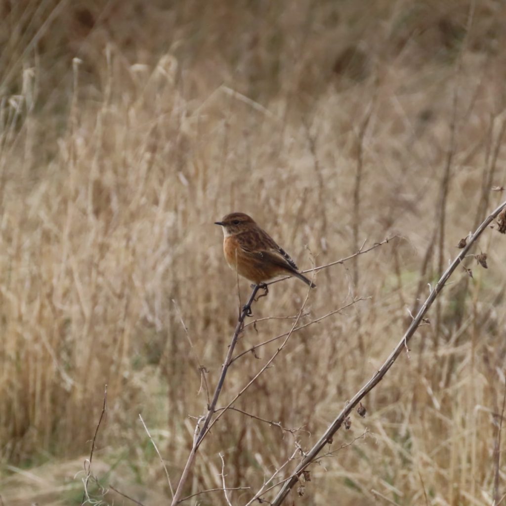A stonechat perched on a dead twig. Dead grasses behind. 