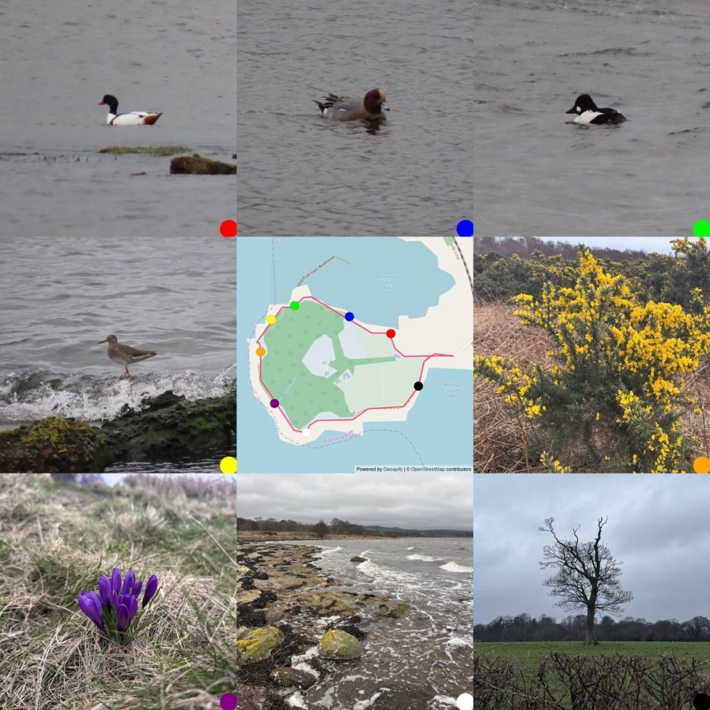 3x3 grid of images. Outer eight have coloured do that shows on the middle picture where they were taken. From Top Left: Shellduck; male wigeon; goldeneye, drake; redshank; map with gpx trail; gorse with lots of yewllow flowers; corcus; rocky beach; ask tree in field, bare branches