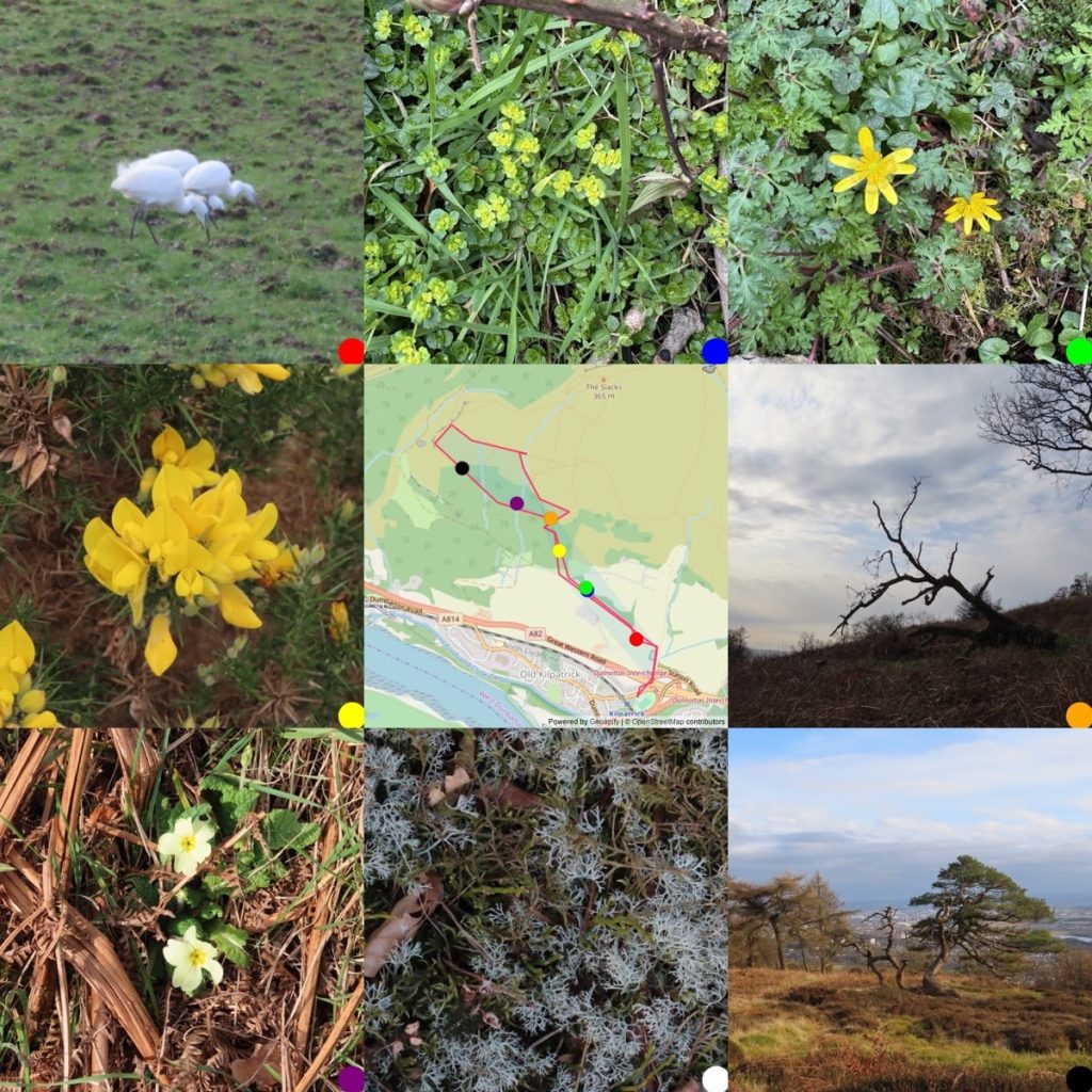 Grid 3x3 Montage of 8 photos round a central map. From Top left: 3 little egrets, opposite-leaved golden-saxifrage, Lesser celandine. gorse, map, bare tree against the horizon, primrose flowers, lithen among moss, A scots pine tree,