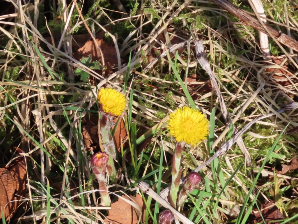 Two coltsfoot flowers