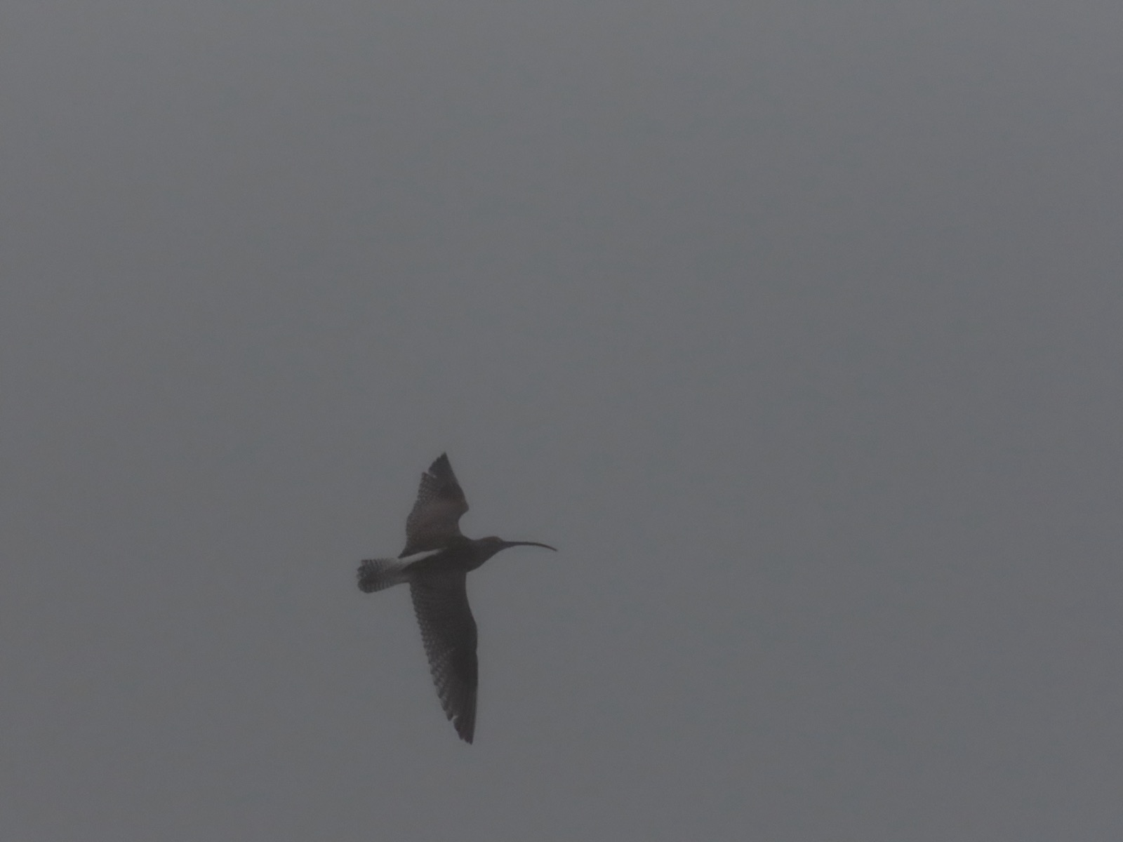 Curlew flying in the mist. Mostly grey sky with a curlew bottom left.