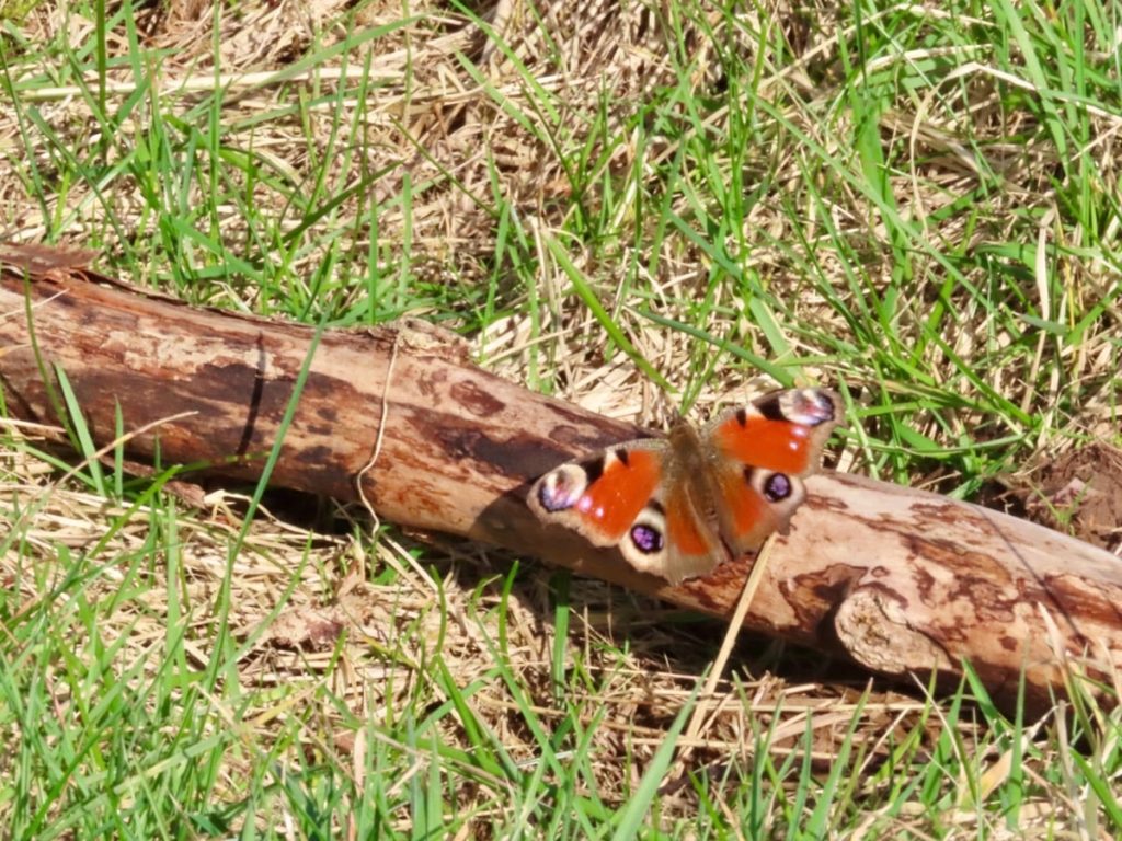 A blurry photo of a peacock butterfly sunning on a log