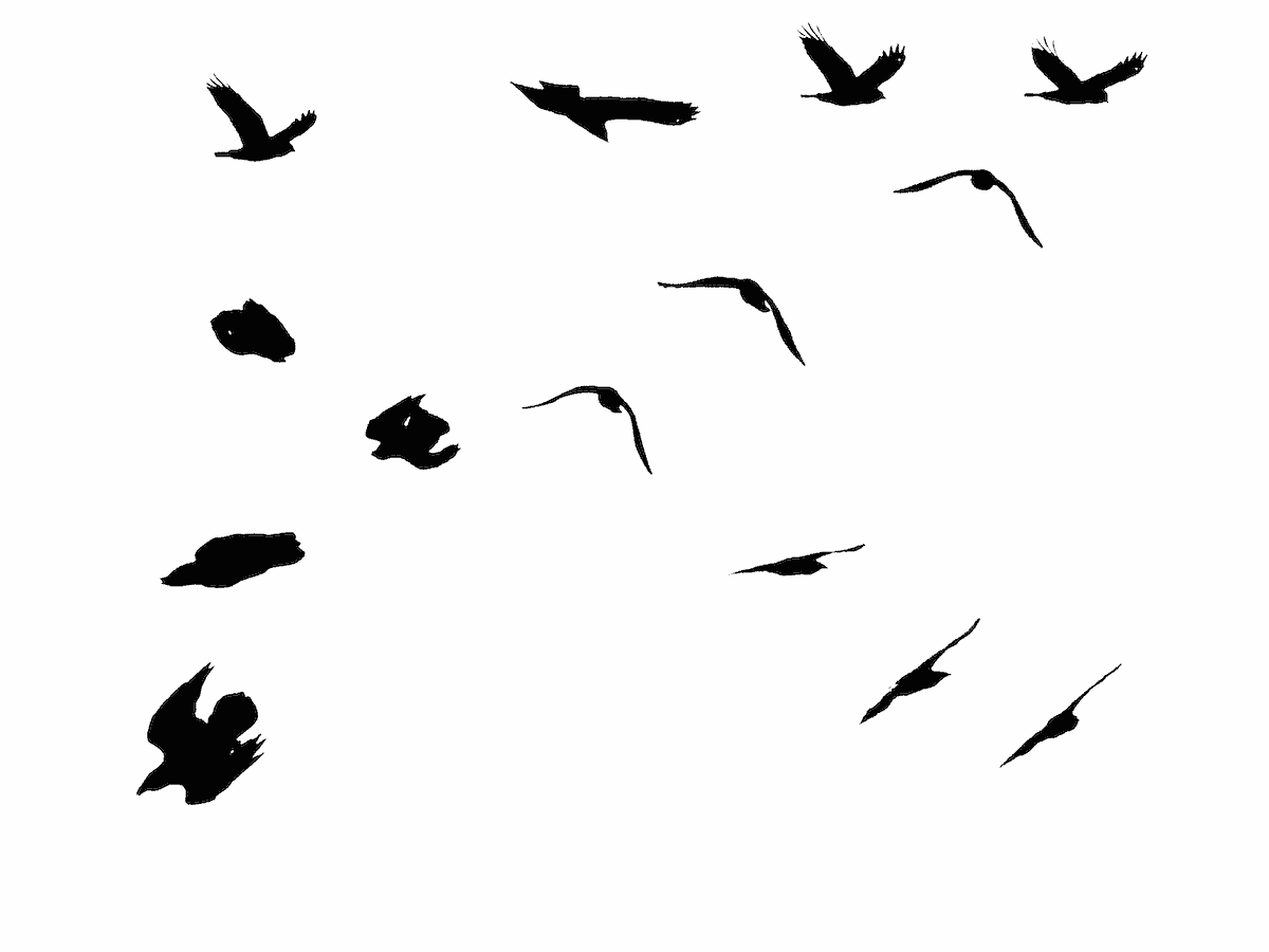 composite image of a raven circling & diving. Black & White