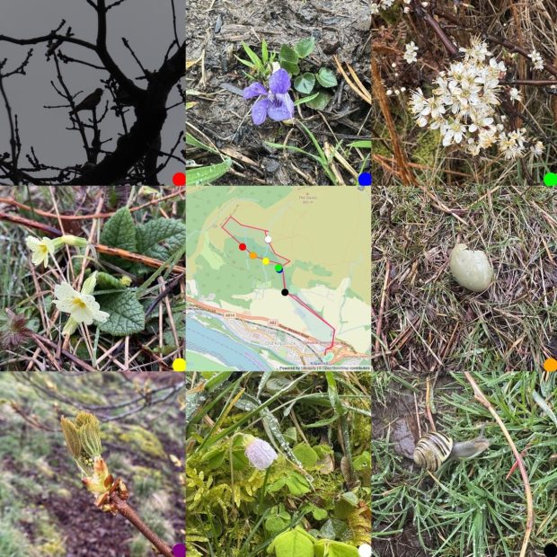 montage of 8 photos around a map of the locatinos they were taken. 3x3 From Top left: Tree pipit signing in branches, silhouette; Violet; blackthorn blossom; primrose; pheasant's egg; map; buds on a small sampling heather in the background; horse chestnut leaves coming out; Wood-Sorrel; opposite-leaved golden-saxifrage
