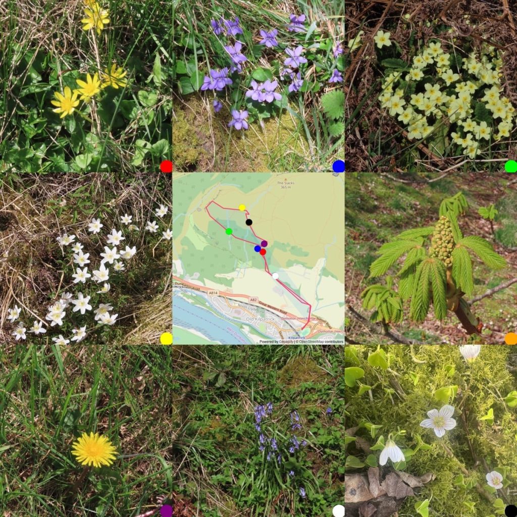 A 3x3 montage, 8 phots around a map of where they were taken. From the top left: Lesser Celandine, dog violets, primrose. Wood anemone, map, chestnet leaves and flower bud. Dandelion, bluebells, wood sorrel