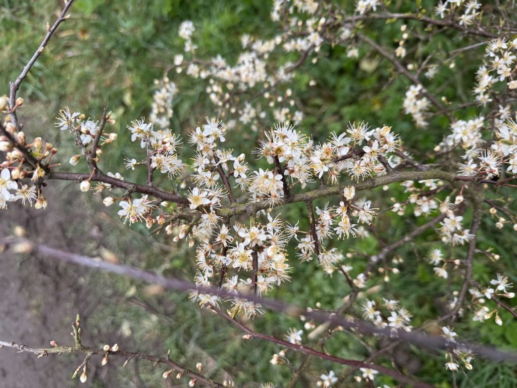 Blackthorn branch covered with blossom
