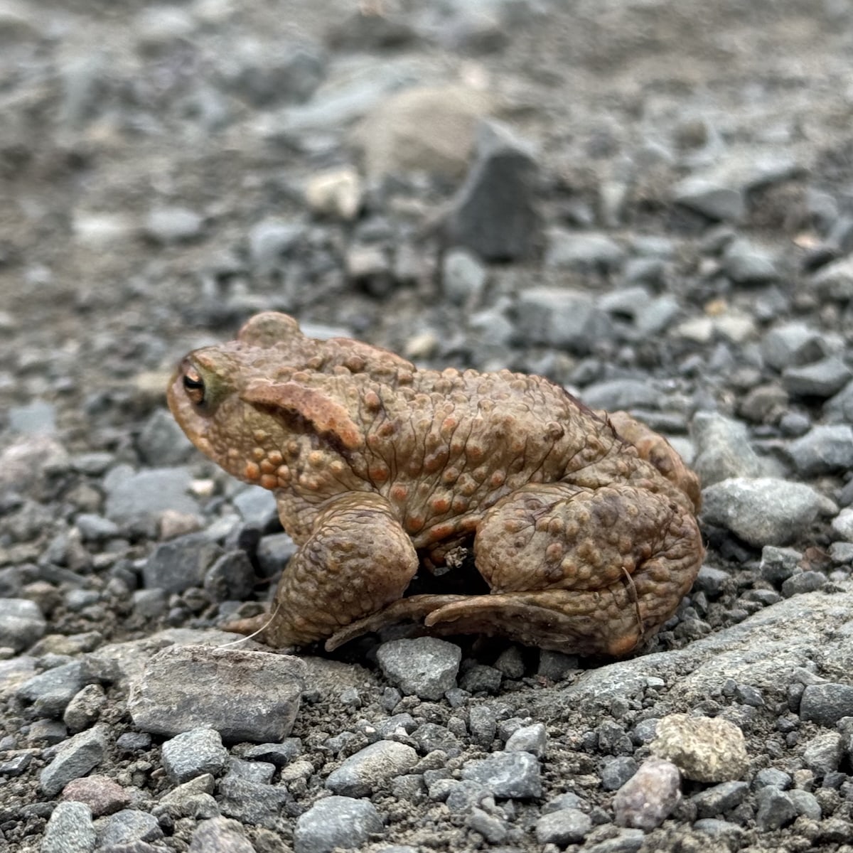 Common toad sitting on a gravel path