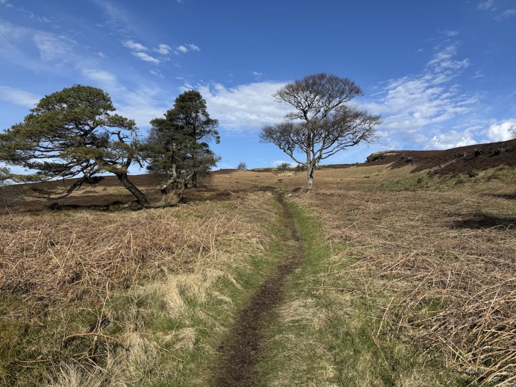 A narrow path through a grassy area with sparse trees and a mostly clear sky. Moorland beyond.