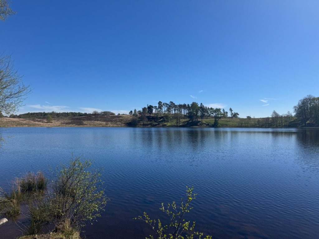 A tranquil lake under a clear blue sky, bordered by trees and low shrubbery