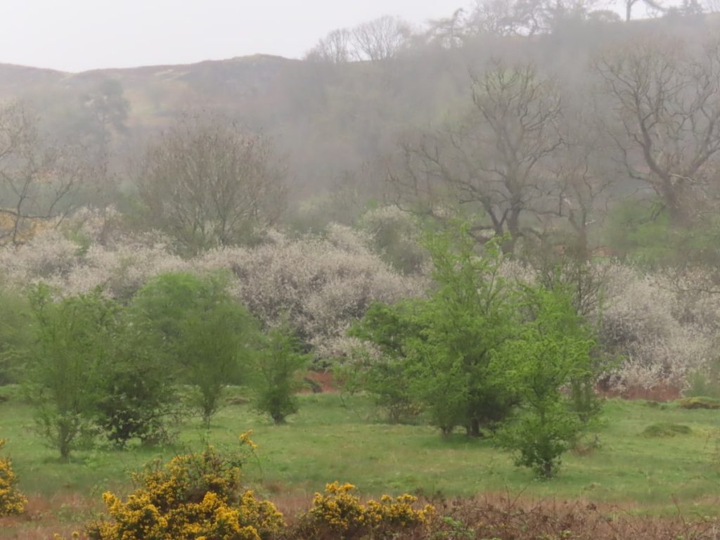 A drizzle smeared landscape with yellow gorse, green hawthorn bushes, and white blooming blackthorn under a hazy hillside backdrop.