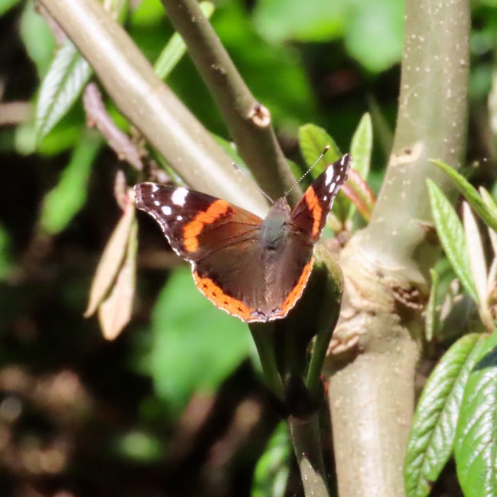 Red Admiral resting on a branch.