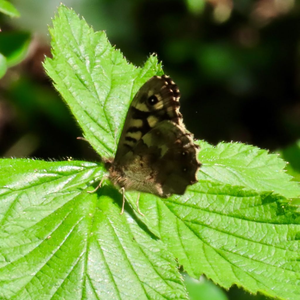Speckled Wood butterfly resting on a green leaf, wings closed.