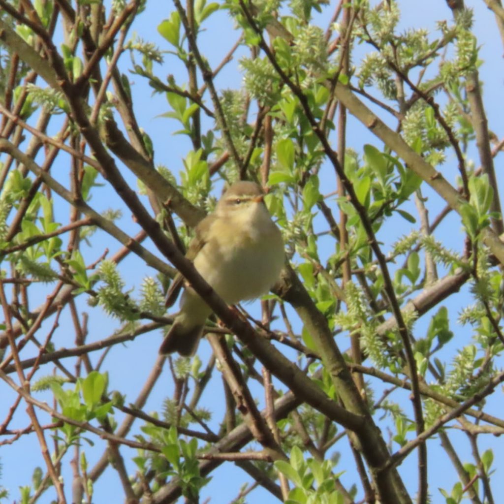 Willow Warbler
