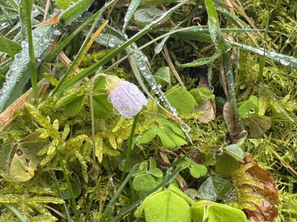Close Wood sorrel flower. the flower, its folded leaves and the surrounding herbage are covered in raindrops.