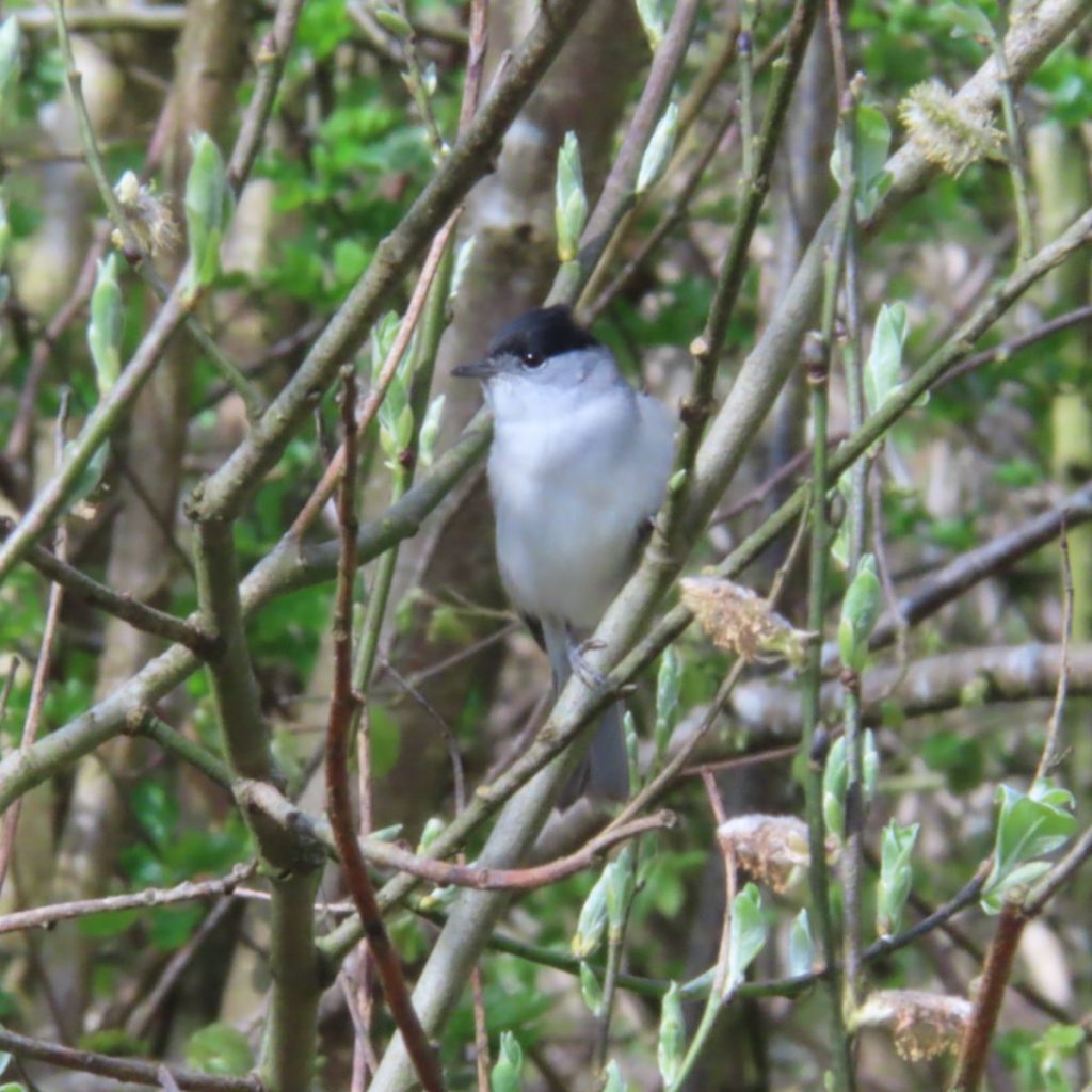 Male Blackcap