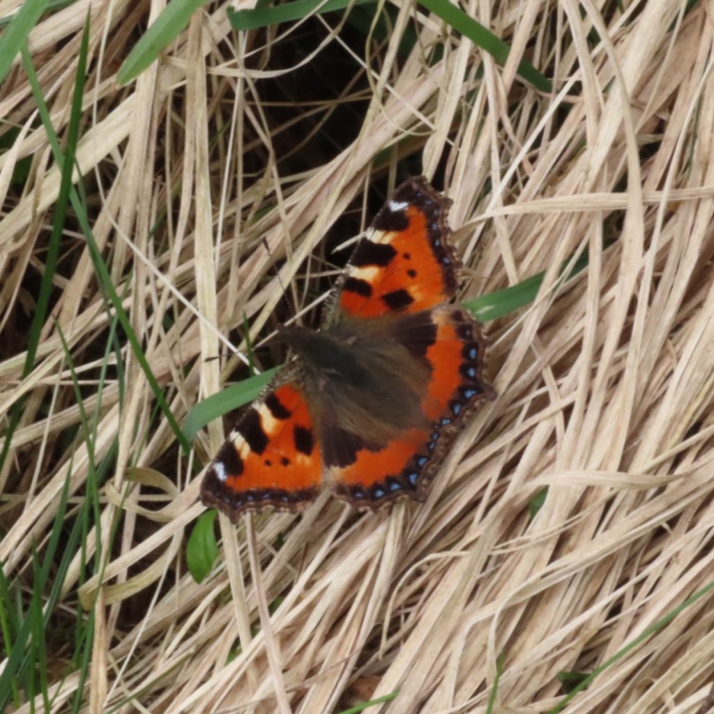 Small Tortoiseshell butterfly