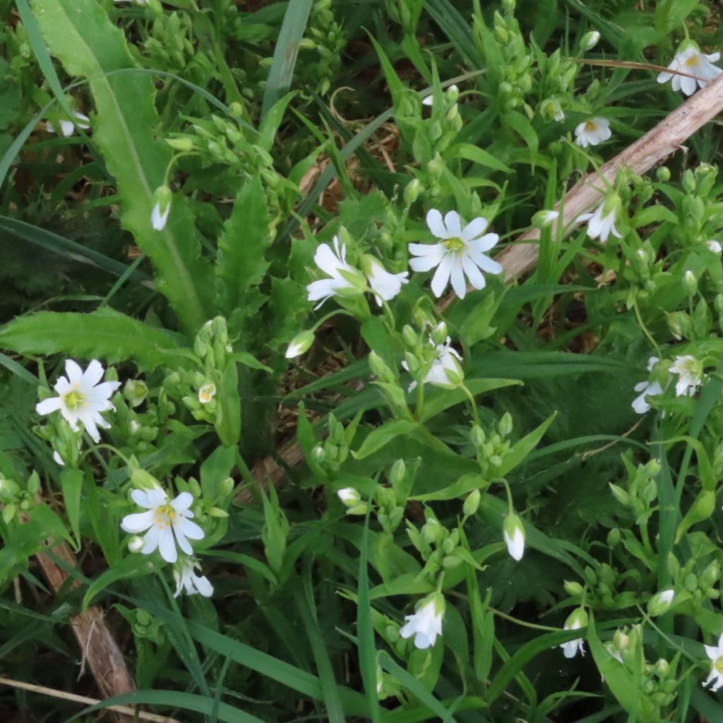 Stitchwort