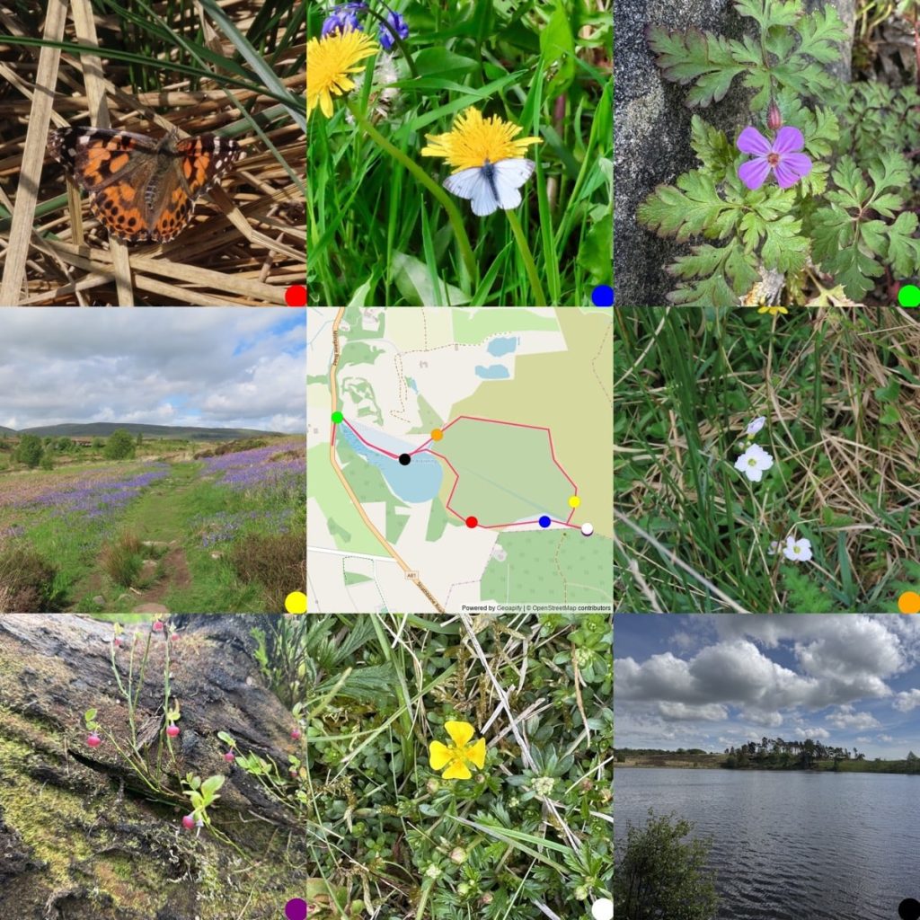 3x3 grid of images. Photos with a map of where they were taken in the middle. From Top Left, painted lady butterfly, green-veined white butterfly, herb robert, path through bluebells, map, cuckoo flower, blaeberries, Tormentil, Ardinning Lock.