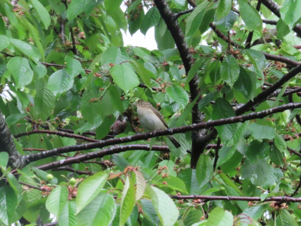 chiffchaff in leaves & branches