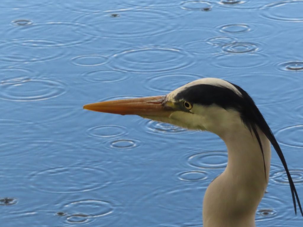 Heron head, blue water behind with raindrops