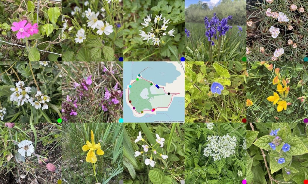 A montage of photos round the map where they were taken. red campion, stitchwort, Wild Garlic, bluebells, thrift, scurvygrass, lousewort, Map, speedwell, Bird's-foot-trefoil, sea campion, Yellow Flag, Cuckoo Flower, sweet cicely, Green Alkanet 