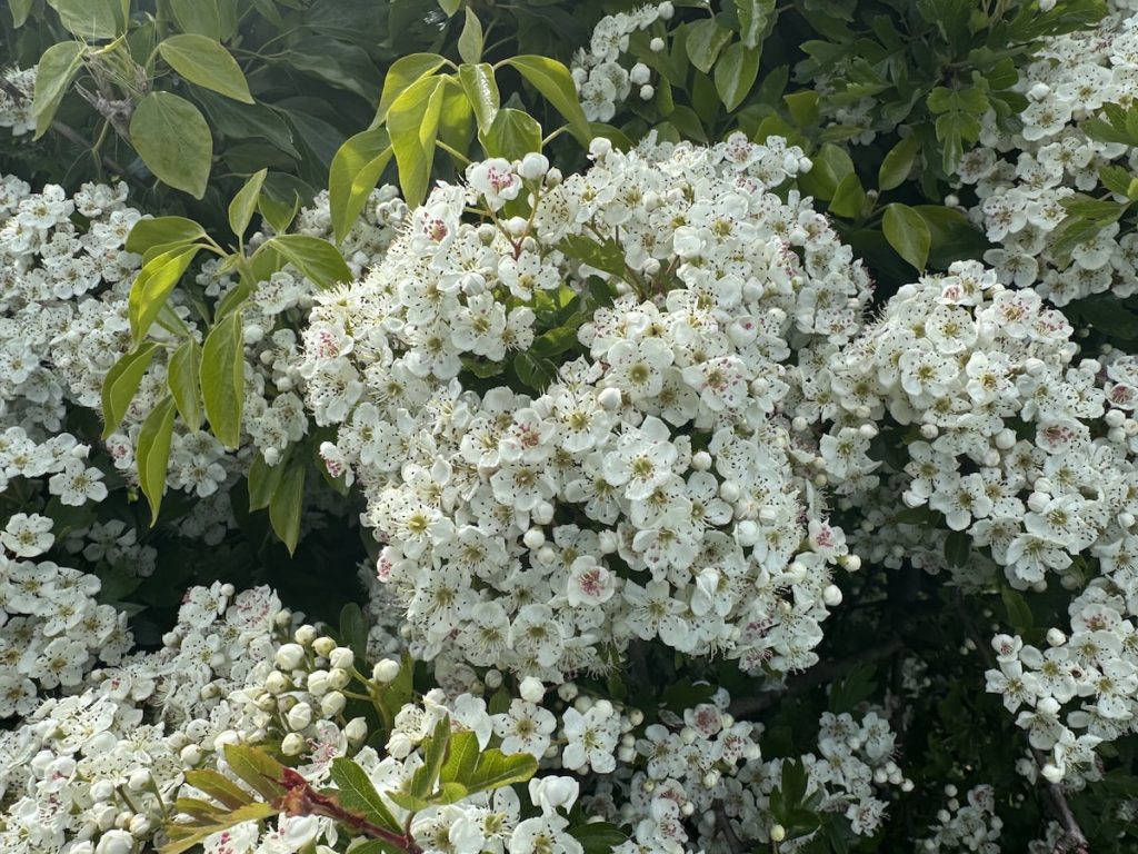 Tightly packed hawthorn blossom with a few ivy leaves 