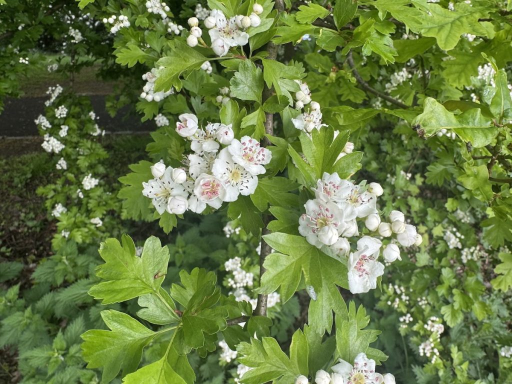 Hawthorn Blossom
