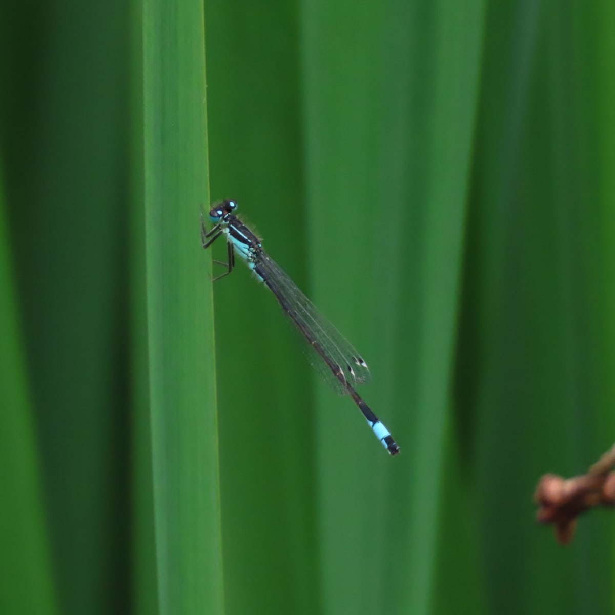 Blue-taled Damselfly