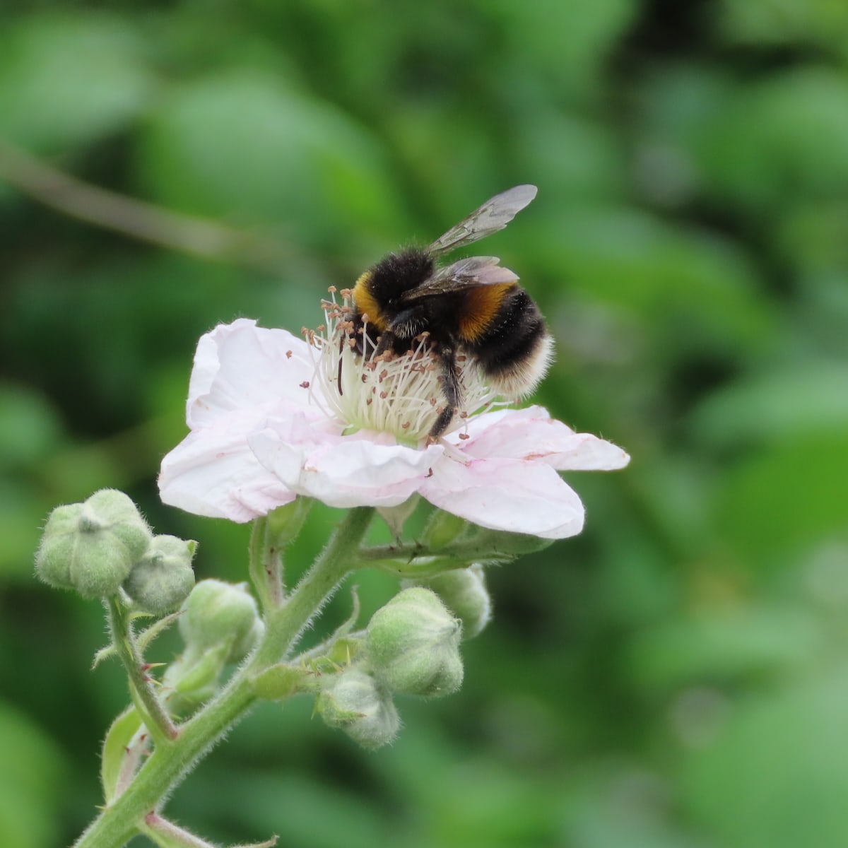 Buff-tailedBumble Bee on a bramble flower