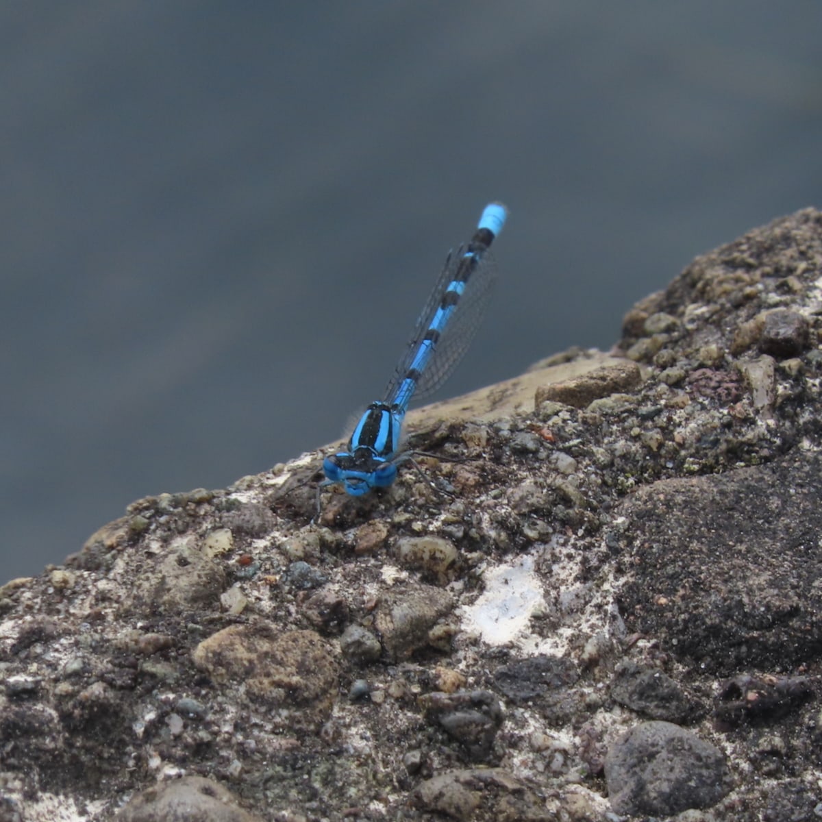 Common Blue Damselfly perched on concrete edge of pond