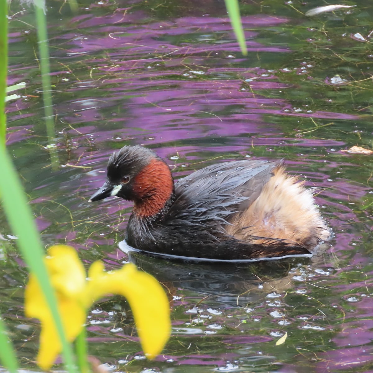 Dabchick, water relecting purple and an out of focus yellow iris