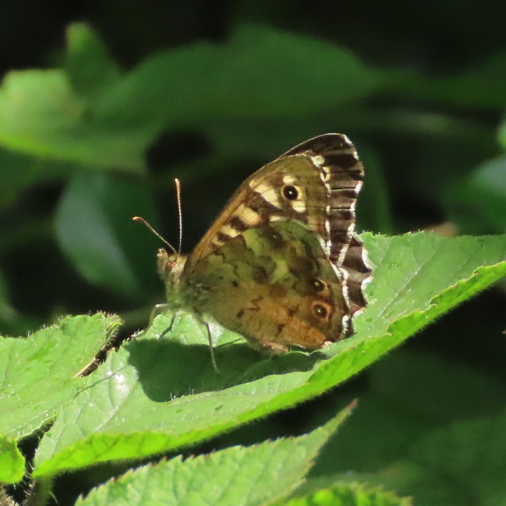 A speckled wood butterfly sunning with wings nearly closes sunning on a sunlit leaf