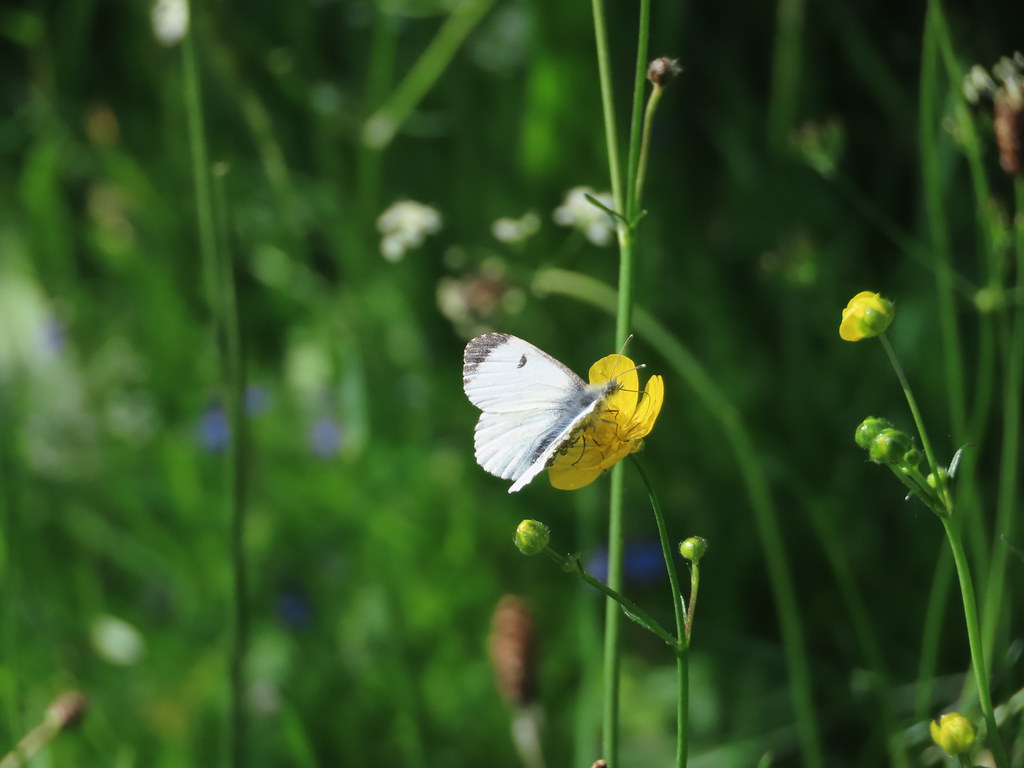 Orange Tip Butterfly, female, wings partial open on buttercup flower, green blurred background