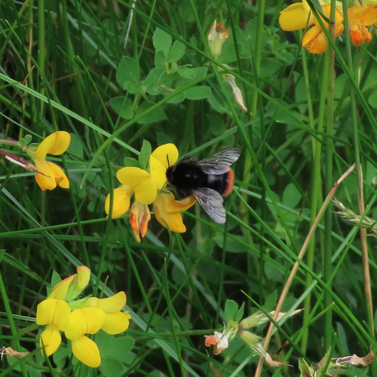 Red Tailed bumble bee on birds foot trifoil