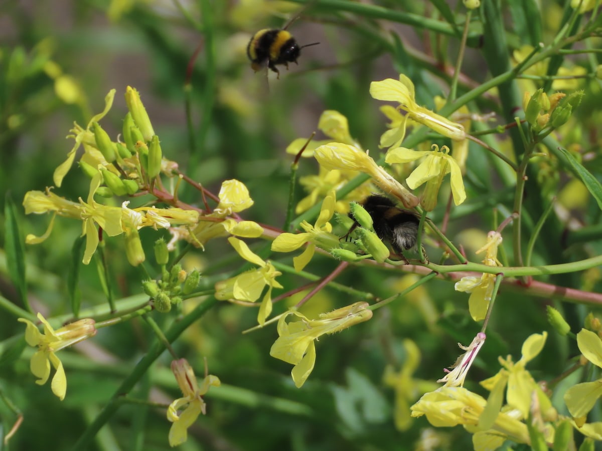A cluster of sea radish flowers, 2 buff tailed bumble bees one crawling a stalk the other in mid air.