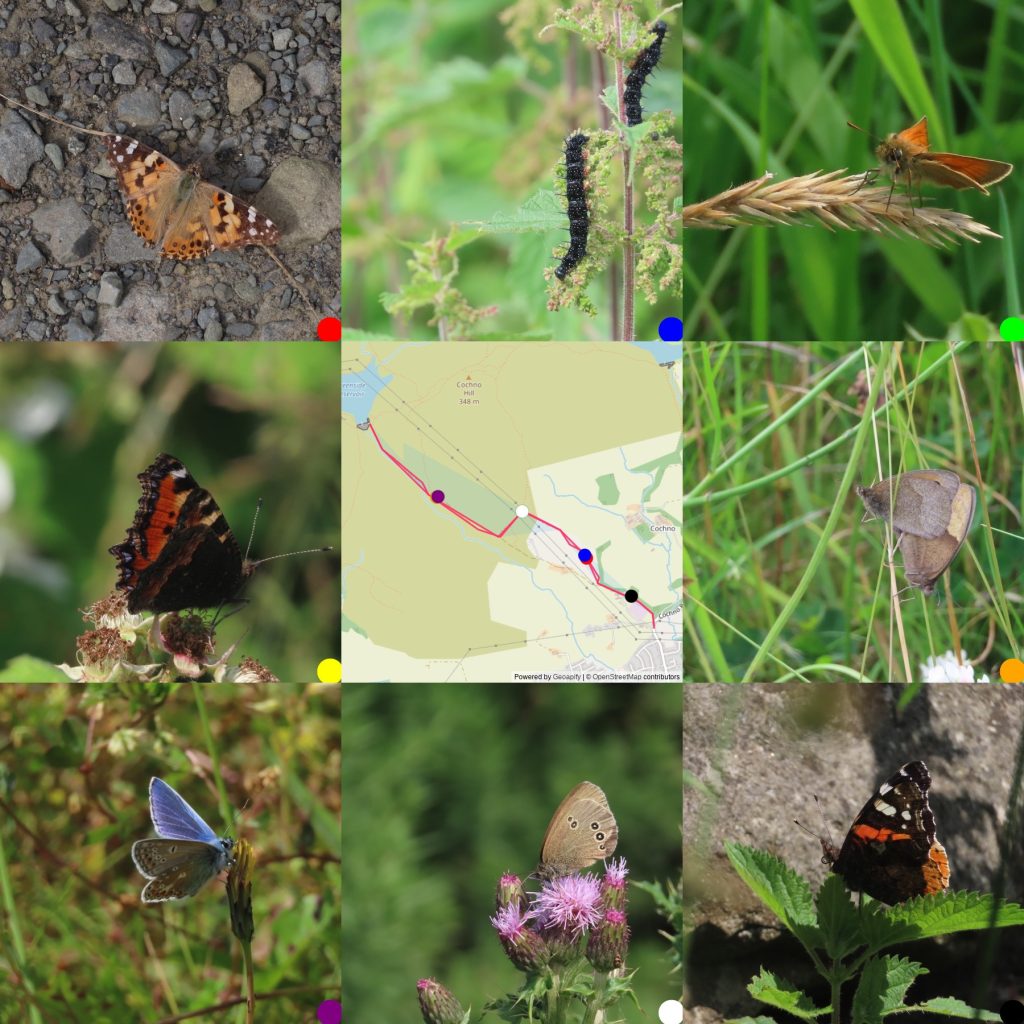 3x3 grid of 8 images round a central map of where they were taken. From Top left: Painted Lady; peacock butterfly caterpillars; small skipper; Small tortoiseshell; map;2 Meadow Browns mating; small blue; ringlet; red admiral 