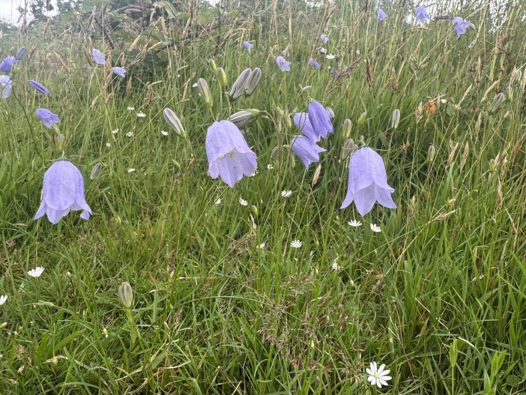 A group of harebells (lavender bell-shaped flowers) and small white wildflowers in   green grass..
