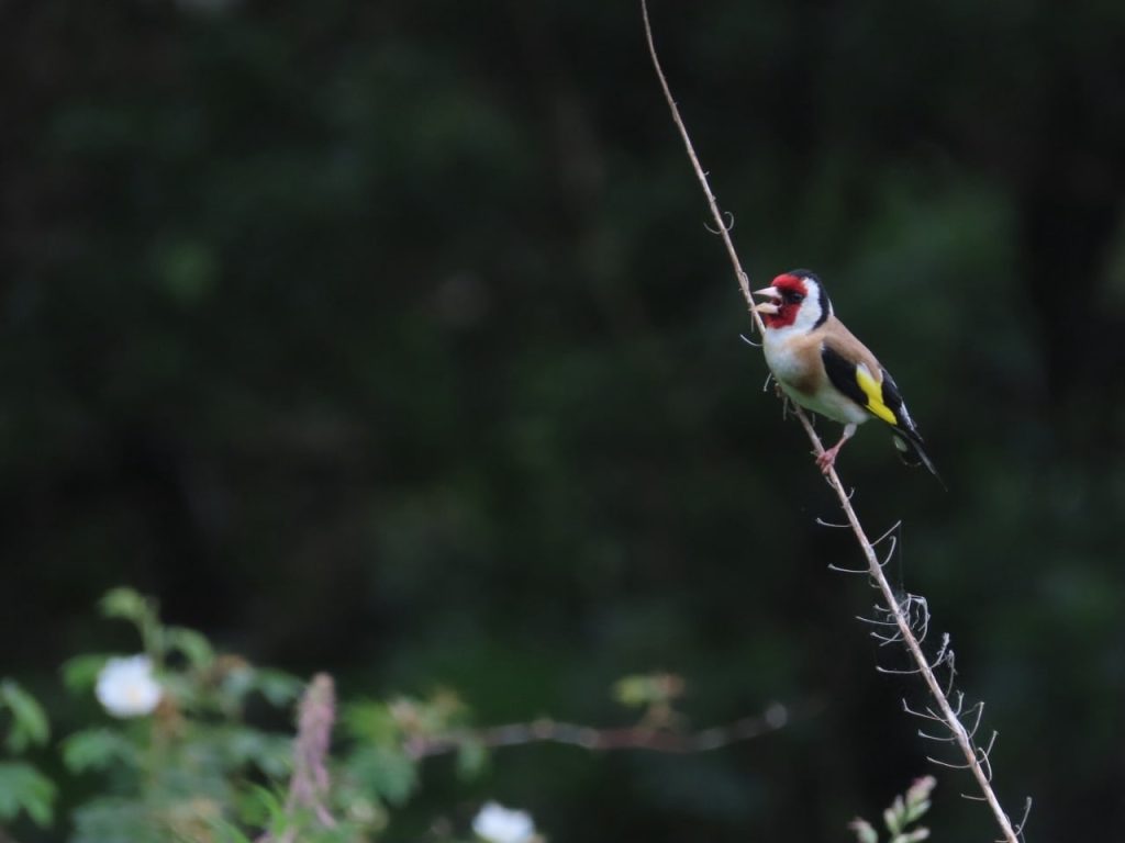 A goldfinch perched on a thin branch with a colorful red and black head, surrounded by green foliage in the background